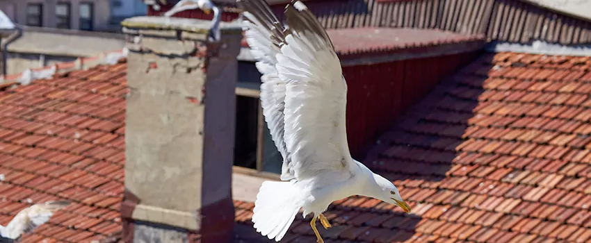 Residential Chimney Animal Removal Solution in Perry Hall, MD